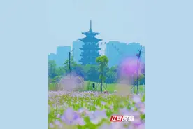 准爸妈的春日能量场！相约洋湖一起孕动吧图片