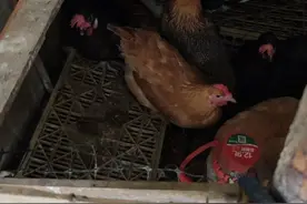 清晨被鸡鸣吵醒，味道还很难闻！杭州一小区居民苦不堪言：活禽买卖能禁吗图片