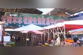 国际市场1500欧元一公斤的黑松露 竟是云南人的“猪拱菌”！图片