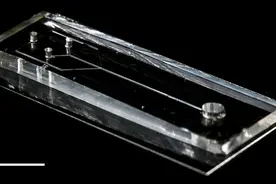 人造蜘蛛腺纺出“自然丝”图片