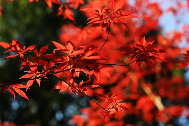 南京栖霞山11月中下旬将迎来枫叶最佳观赏期