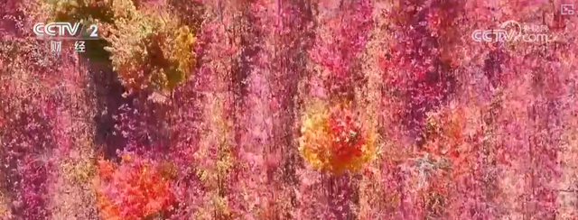 “枫叶+”燃动秋日文旅消费“热引擎” 以旅促农增收再添“金钥匙”