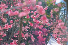 昆明呈贡2025洛龙公园第二届樱花节浪漫启幕图片