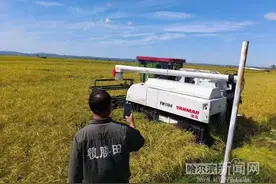 延寿百万亩稻田 喜开今秋“第一镰”丨中秋“尝鲜”订单已近万单图片