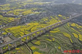 油菜花海中的高铁图片