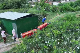 永胜县：软籽石榴上市 喜添秋日“丰景”图片