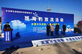 大连：回家！23头斑海豹重返大海图片