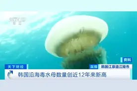 上百人被蜇伤！海边不起眼的“小透明”，杀伤力竟然这么大！紧急提醒图片