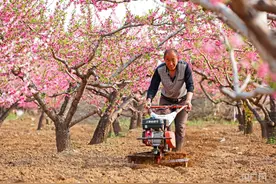 走“晋”乡村看振兴 | 桃园春管忙 田美产业兴图片