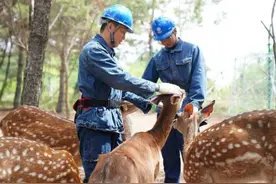 服务“拉满格”，东丰县鹿茸喜迎丰收季！图片