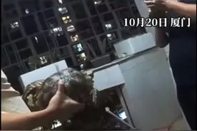 刑拘！厦门一男子在家中被抓，现场查获濒危野生动物苏卡达陆龟2只图片
