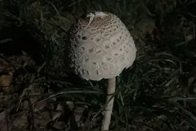 警惕“大蘑王”！这种蘑菇被称为“ICU菇”，小区绿化带就有图片