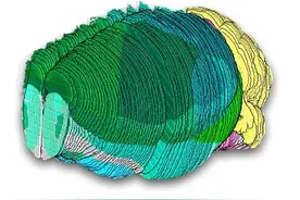 《自然》集中发表系列神经科学论文：小鼠完整大脑详细图谱完成图片