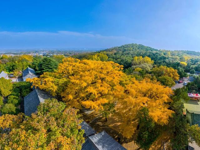 浮来山银杏树，即将迎来最佳观赏期！就自周末起！