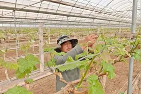 杨陵区：村美人和产业兴图片