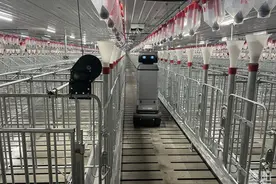 敲敲电脑，“猪事”搞定！图片