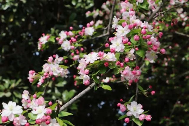 2026河南春季赏花地图来了