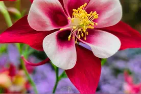 耧斗菜花朵，仙气飘飘好可爱图片