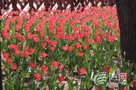 信号山: “花花世界”藏不住 共赴春日青岛浪漫之旅图片