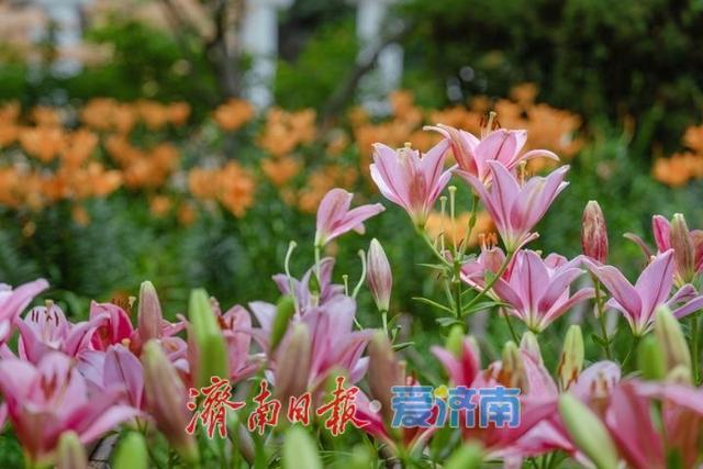 红叶谷景区推出免票福利 百合花海与露营季邀您共赴夏日之约