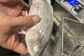 鱼解冻后还能再“复活”，人类离实现“冻眠”还有多远？图片