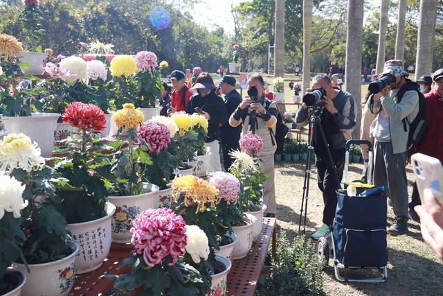 多图直击！第41届深圳东湖公园菊花花会开幕