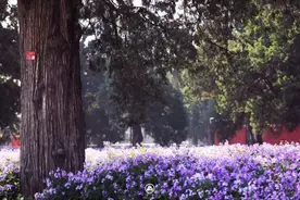 “公园20分钟效应”火了，北京公园有哪些最新变化和亮点？图片