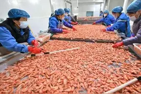 小小白虾成就大，厄瓜多尔成我国水海产品及制品最大进口来源国图片