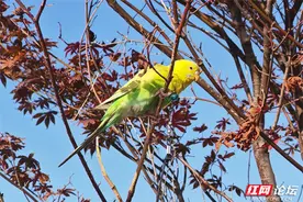 带上动物去散步，和萌宠一起乐享“松弛人生”图片