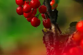 来云南旅居吧丨樱桃熟了 一口爆汁图片