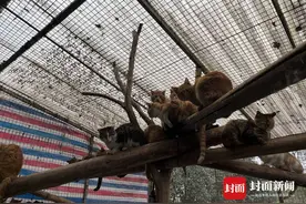 志愿者开展“猫咪营救”在成都金堂救下200多只猫 不少猫咪戴着项圈疑似有主图片