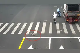 狗狗“离家出走”？民警：找到了！图片