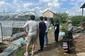 台风过后农作物受损，保险启动“绿色通道”快速理赔图片