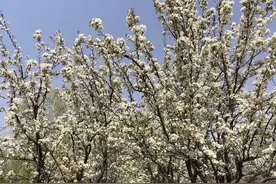 青未了/钻石之乡的那片梨花林图片