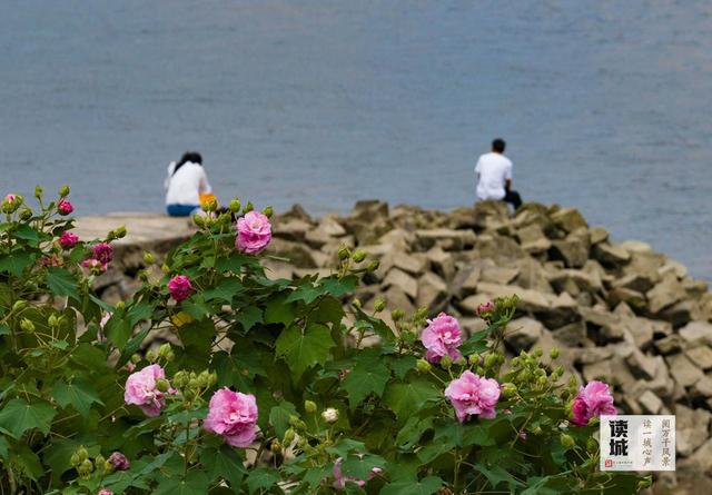 这份“拒霜之美” 藏着福州独有的秋冬温柔