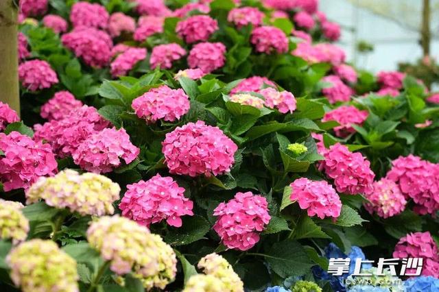 浪漫拉满！省植物园六大绣球绽放等你来打卡 ｜ 组图