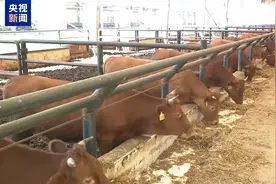美关税政策下，中巴牛肉贸易合作稳中求进图片