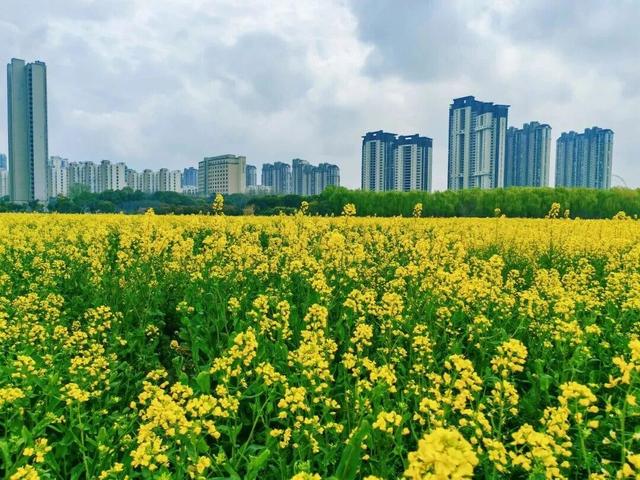 免费！火热！很多无锡人正在赶去