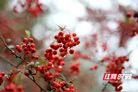 张家界黄龙洞景区：火棘、南天竺果实累累，鲜红艳丽喜迎新年（组图）图片