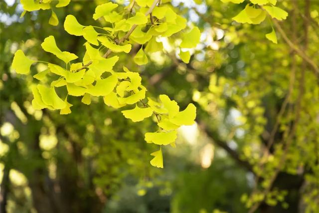 今日开幕!6000余盆菊花绽放,就在海淀这个公园——