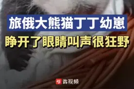 旅俄大熊猫丁丁幼崽小乌拉睁开眼睛，叫声很狂野图片