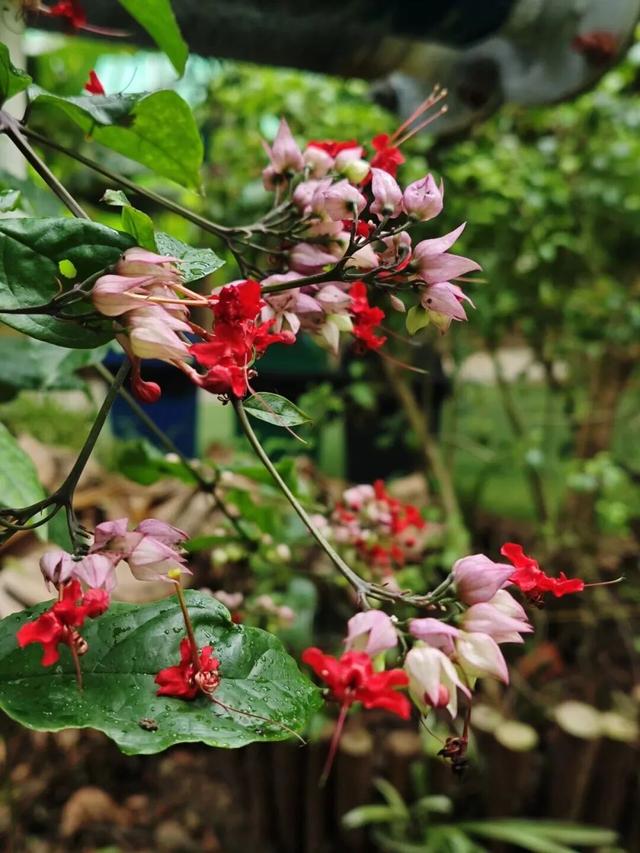 太惊喜！北京第一波蜡梅开啦！就在——