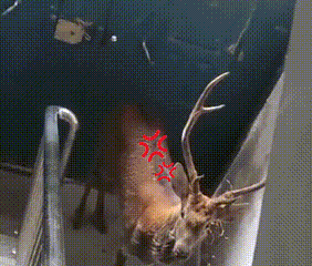 “警察同志，我楼洞里有只鹿！”图片