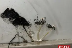 西安一小区精装房室内长蘑菇一茬接一茬，开发商说法前后不一图片