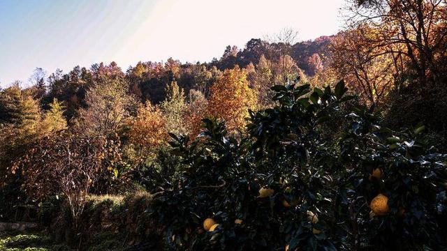 鹤峰邬阳 冬日桃源