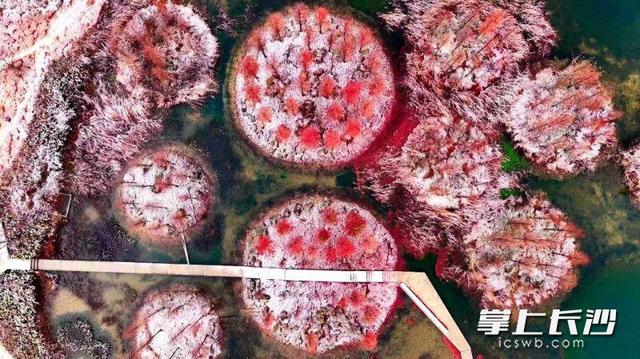 雪落大泽湖 湿地绘新卷｜组图