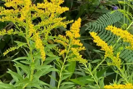 不要碰！不要养！多地已出现，发现请上报图片