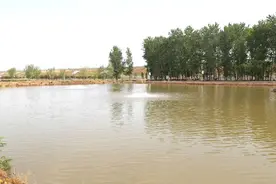 襄州：特色锦鲤游出乡村振兴“致富路”​图片