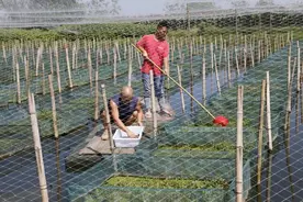 小小黄鳝“钻”出致富路图片