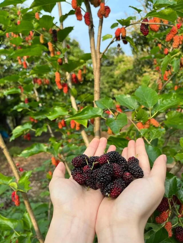 四月来石林赴一场舌尖上的甜蜜狂欢！